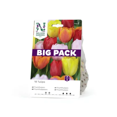 Høstløk triumftulipan