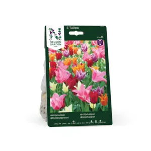 Høstløk liljetulipan