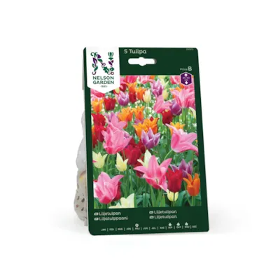 Høstløk liljetulipan