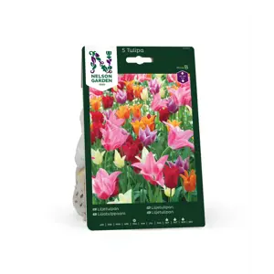 Høstløk liljetulipan