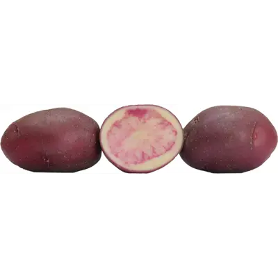 Settepotet Knallfiffi 1 kg