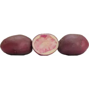 Settepotet Knallfiffi 1 kg