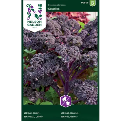 Frø grønnkål Scarlet
