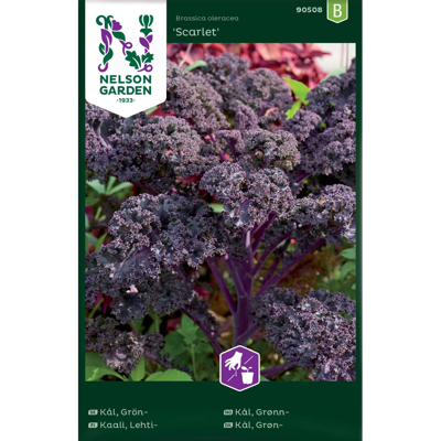 Frø grønnkål Scarlet