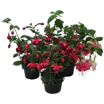 Fuchsia Slyng