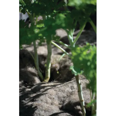 Dyrkningsduk ull 120 x 80 cm, bilde 2