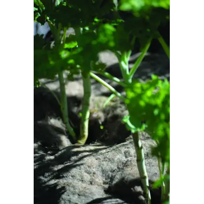 Dyrkningsduk ull 120 x 80 cm, bilde 2