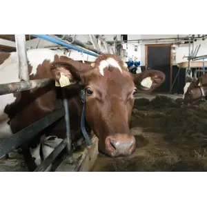 Fullfôr Korn 750 kg