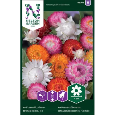 Frø Høststråblomst