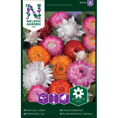 Frø Høststråblomst