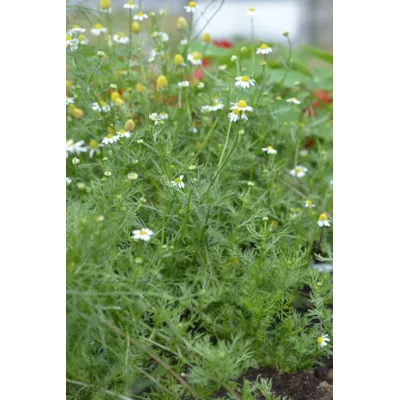 Frø kamille økologisk, bilde 2