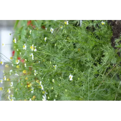 Frø kamille økologisk, bilde 2