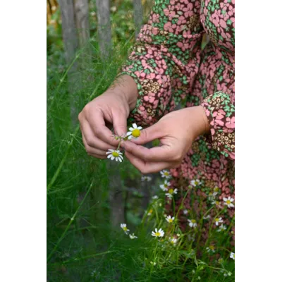 Frø kamille økologisk, bilde 3