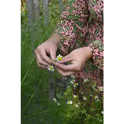 Frø kamille økologisk, bilde 3