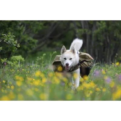 Kløv Laika, bilde 10