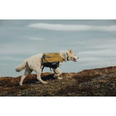 Kløv Laika, bilde 11