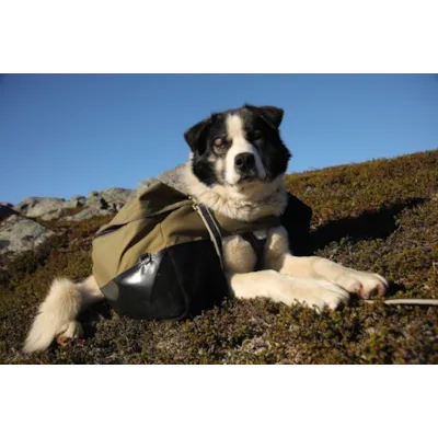 Kløv Laika, bilde 12