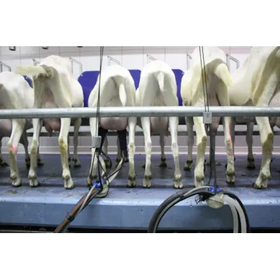 Melkeanlegg lavtliggende, bilde 3