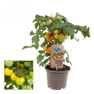 Tomat Cherry Tomato Yellow