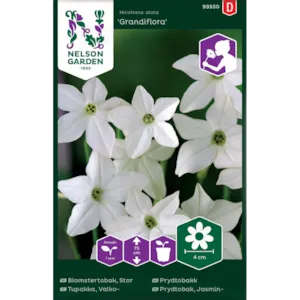 Frø prydtobakk Grandiflora