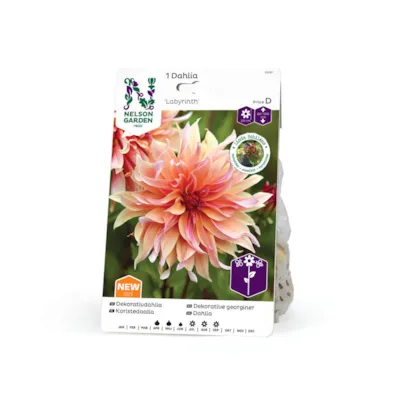 Høstløk dekorative georginer Labyrinth