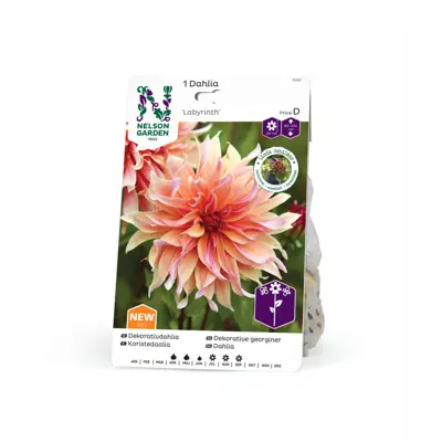 Høstløk dekorative georginer Labyrinth