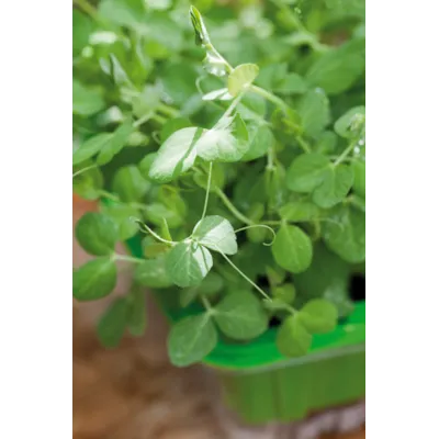Frø ert MicroLeaf økologisk, bilde 2