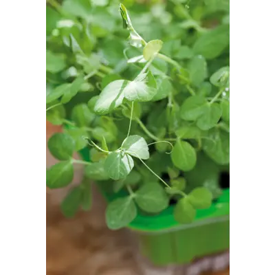 Frø ert MicroLeaf økologisk, bilde 2