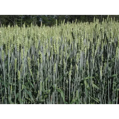 Magnifik Kl C2 Høsthvete 600 kg