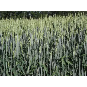 Magnifik Kl C2 Høsthvete 600 kg