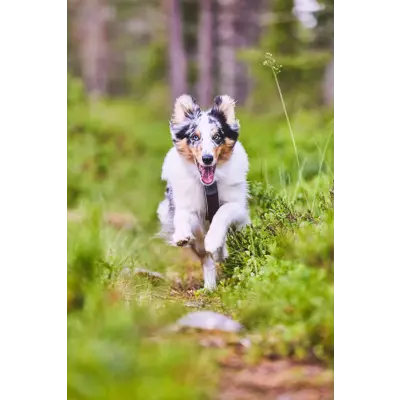 Hundesele Line Harness 5.0 lilla, bilde 6