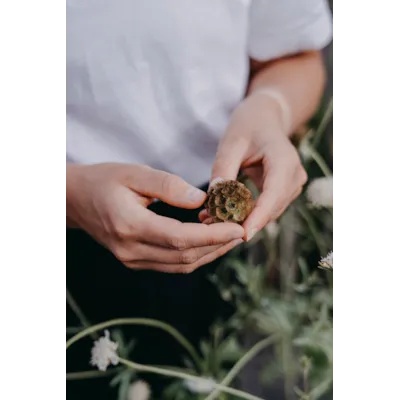 Frø stjerneskabiosa Paper Moon , bilde 2