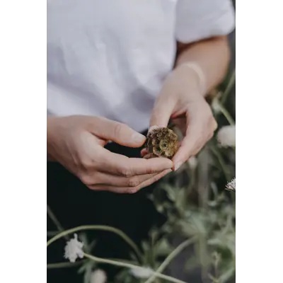 Frø stjerneskabiosa Paper Moon      , bilde 2
