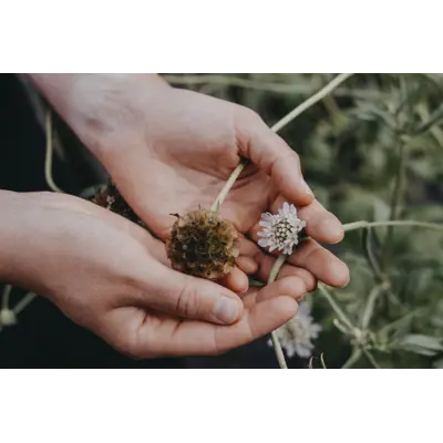 Frø stjerneskabiosa Paper Moon      , bilde 3