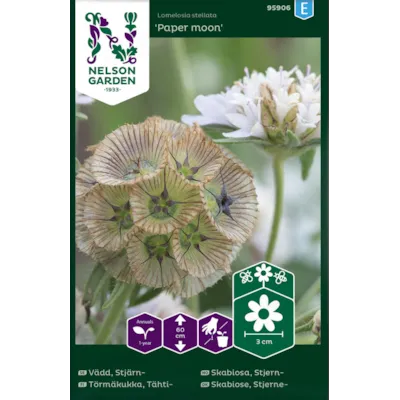 Frø stjerneskabiosa Paper Moon