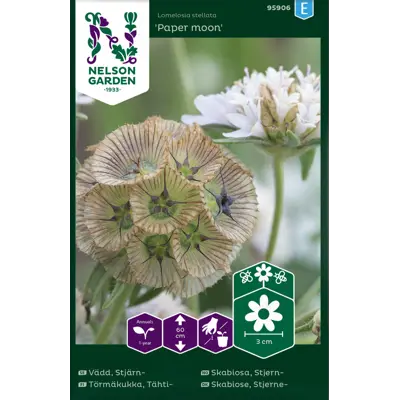 Frø stjerneskabiosa Paper Moon      