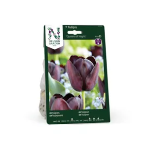 Høstløk tulipan Queen of Night