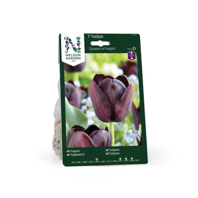 Høstløk tulipan Queen of Night