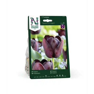 Høstløk tulipan Queen of Night