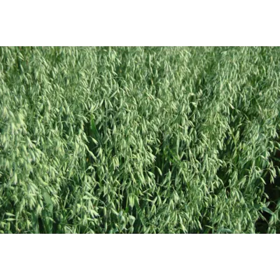 Haga Havre ThermoSeed 500 kg