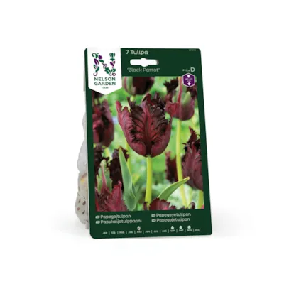 Høstløk tulipan Black Parrot