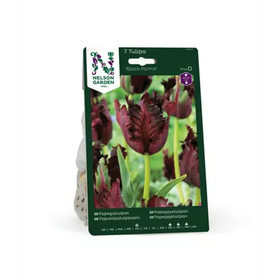 Høstløk tulipan Black Parrot