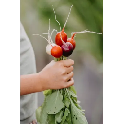 Frø reddik mix, bilde 2