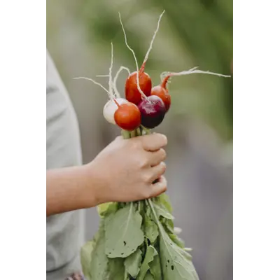 Frø reddik mix, bilde 2