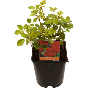 Rose Flammentanz
