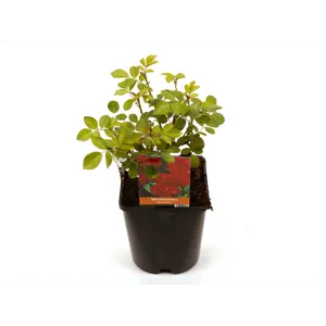 Rose Flammentanz