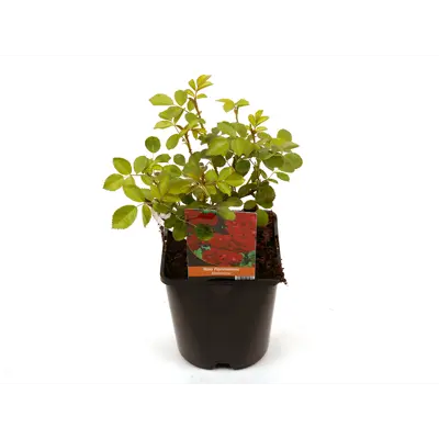 Rose Flammentanz
