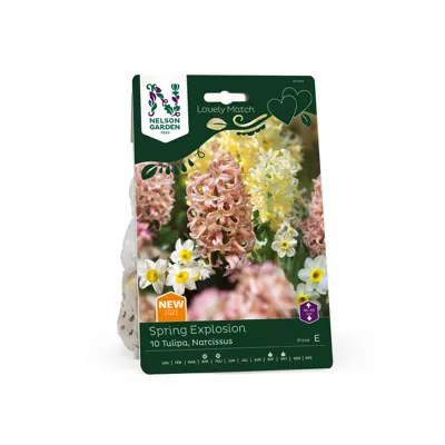 Høstløk Hyasint, Narsiss Spring Explosion