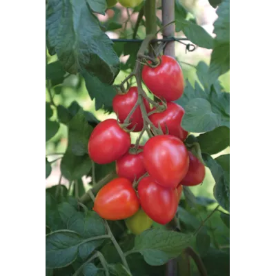 Frø tomat høy Nagina, bilde 2