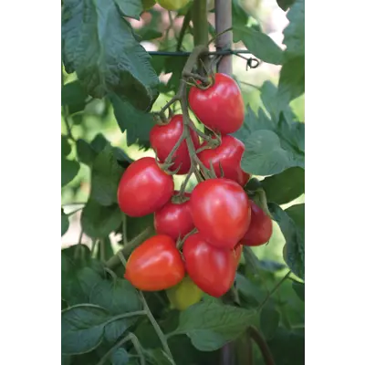 Frø tomat høy Nagina, bilde 2